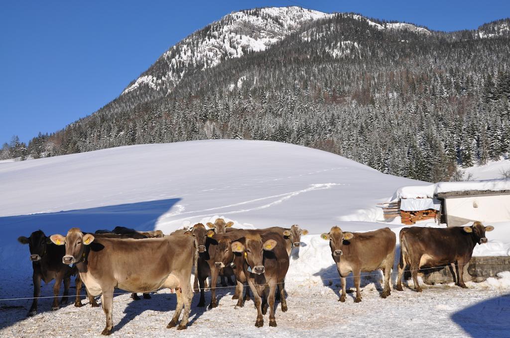 Bauernhof Haim-Schnepfleitner Pichl bei Aussee Luaran gambar